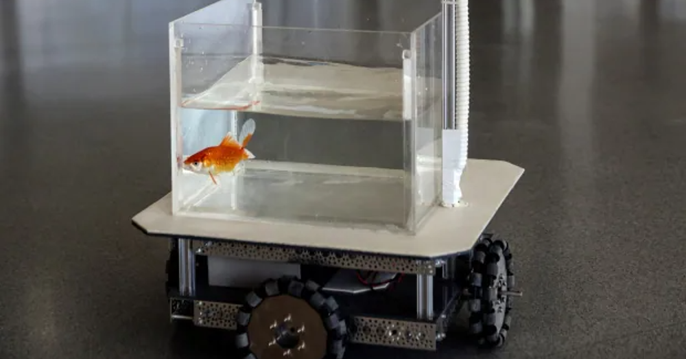Can Goldfish Learn to Drive? The Answer Might Surprise You